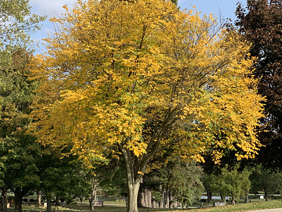 Fall Foliage - Yellow