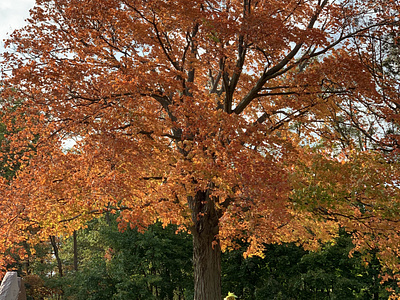 Fall Foliage - Orange