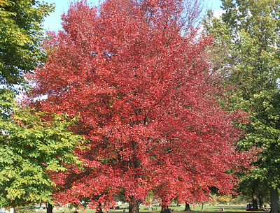 Fall Foliage - Red fall colors fall foliage fall leaves pennsylvania