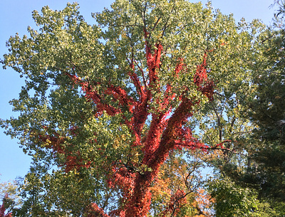 Fall Foliage - Red and Green fall colors fall foliage fall leaves pennsylvania red vine