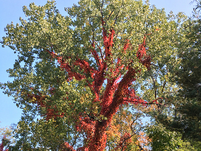 Fall Foliage - Red and Green
