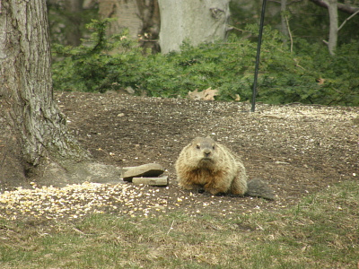 What are you looking at? groundhog phil wildlife