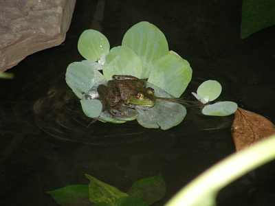 Pond Life.... frog pond wildlife
