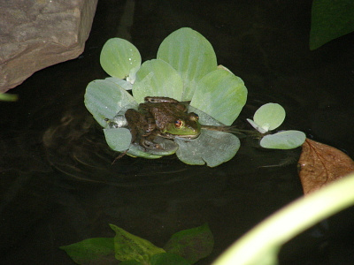 Pond Life....