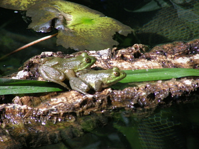 Best Friends friends frogs pond wildlife