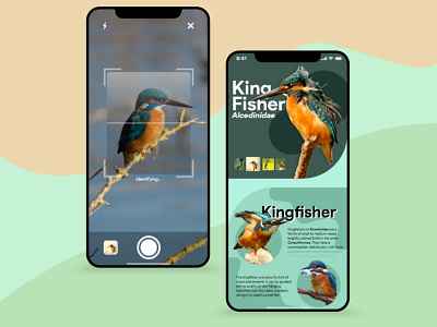 Bird Identification App UI Design Concept