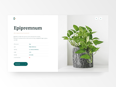 Epipremnum plant web exploration app elegant epipremnum plant plant specification plants table webdesign website