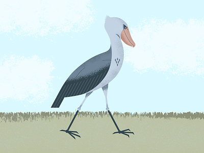 Shoebill Stork animal animals bird gouache illustration illustrator shoebill stork texture