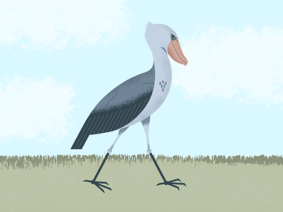 Shoebill Stork