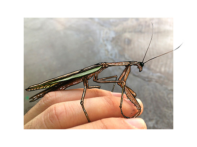 Bostonian Mantis bug drawing illustration insect procreate