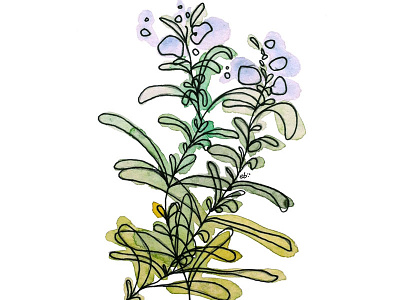 Rosemary herb herbs illustration ink painting plant plants watercolor watercolors