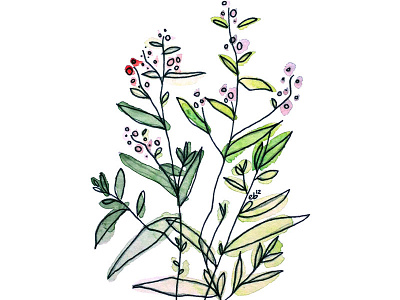 Thyme herb herbs illustration ink painting plant plants thyme watercolor watercolors