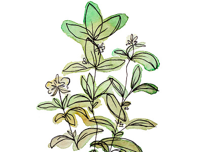 Basil basil herb herbs illustration ink painting plant plants watercolor watercolors