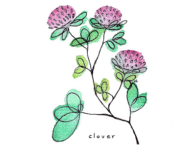 Clover clover herb herbs illustration ink painting plant plants watercolor watercolors