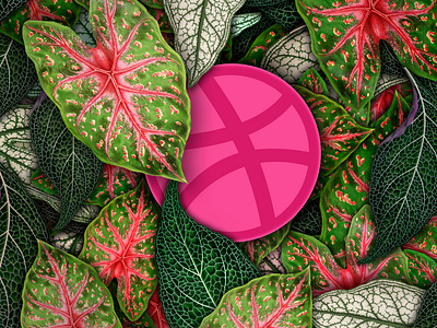 Jungle Dribbble