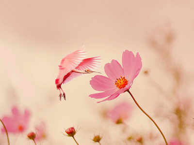 Humming Stork bird flower photomanipulation photoshop stork surealism