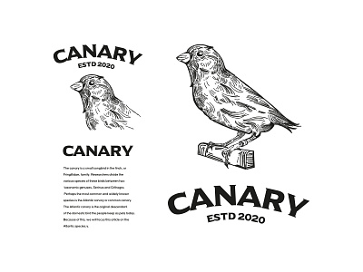 Canary illustration / Logo