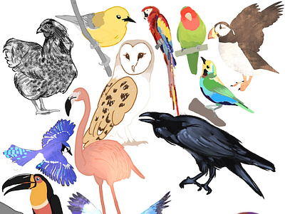 Birds bird digital art digitalart illustration