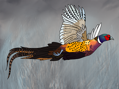 Pheasant animal bird digital art digital painting pheasant