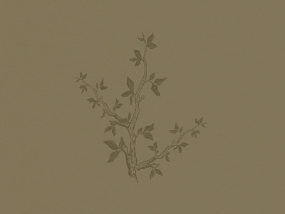 Branch Illustration