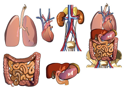 Anatomy anatomie heart intestine kidneys liver lung