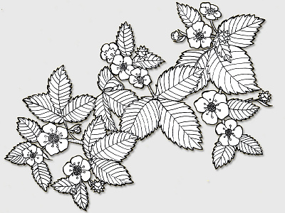 Wild Strawberry flower illustration pen sketch strawberry