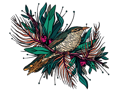 Australian Native animals australia bird flower fruit illustration ipad pro nature plant procreate saax