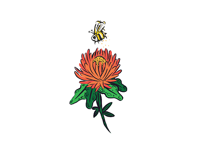 Pollinate bee chrysanthemum fauna flower pollinate