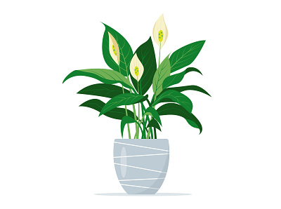 Home plant Peace Lily (Spathiphyllum)