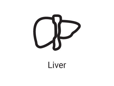 Liver anatomy body health healthcare hospital human internal liver medical organ treatment