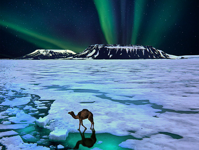 Global Warn(m)ing adobe animal art aurora combining design environment globalwarming photoshop polar