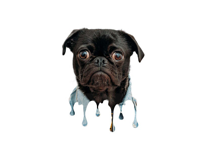 Dog Dripping Effect