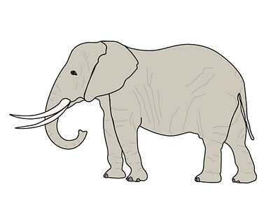 Elephant adobe illustrator animal animal art animal illustration elephant vector vector art vector illustration