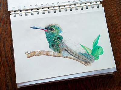 Hummingbird Drawing WIP bird draw drawing fabercastell hummingbird nature paper pen polychromos sketchbook traditional wood