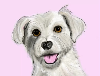 Procreate Illustration - Matilda digital illustration illustration ipad pet pet portrait procreate