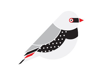 WIP – Diamond Firetail V2 bird birds illustration
