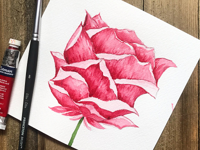 Pink Rose Watercolor Illustration