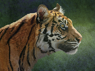 Tiger portrait endangered jungle portrait stalking stripes tiger