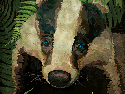 Badger badger fern portrait wildlife woodland