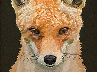 Fox portrait fox fur orange portrait whiskers