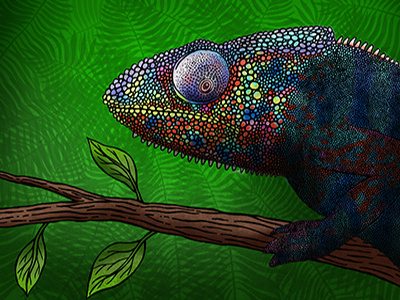 Chameleon branch chameleon colourful endangered forest illustration leaves reptile