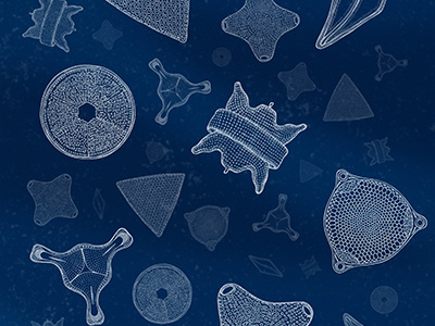 Microscopic sea-life blue diatoms marine microscopic ocean plankton sea life