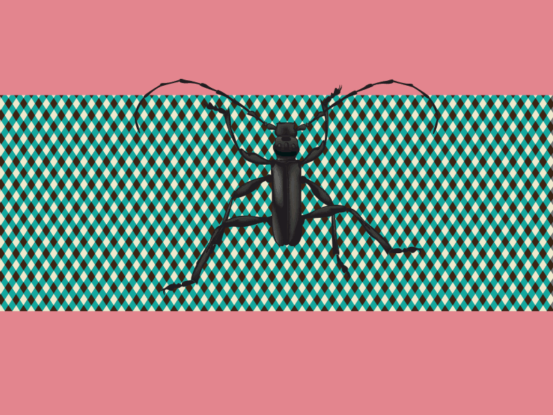 Running Bug animation bug hurry illustration nature run