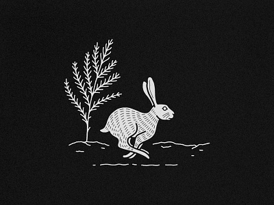 Jack Rabbit desert hare illustration jack rabbit rabbit