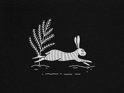 Jack Rabbit 2 desert hare illustration jack rabbit rabbit