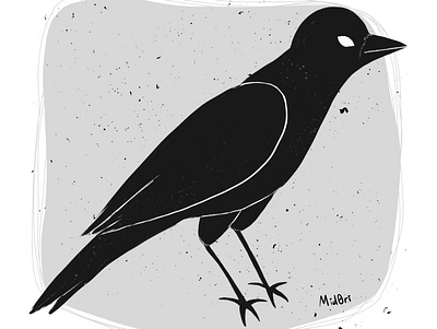 Crow art bird black black and white blackandwhite crow digital art illustration inktober procreate