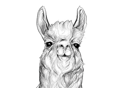 Llama Study