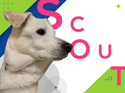 My dog Scout on a poster art direction brand design dog graphic design identity poster posterdesign