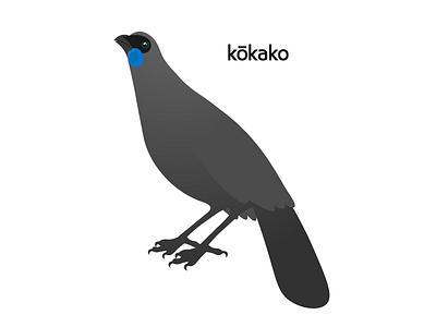 Kōkako bird bird illustration design endangered endangered species illustration kiwi kokako native bird new zealand north island north island kokako vector wildlife wildlife study