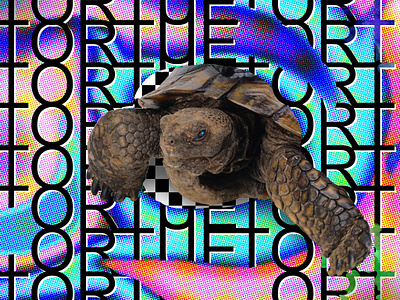 TORTUE // DAY13 abstract animal animals baugasm debut design dribbble gradient illustration liquify painting pattern photoshop print purple rainbow tortue tortuga type typography